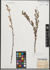 Foto von Salix starkeana Willd.